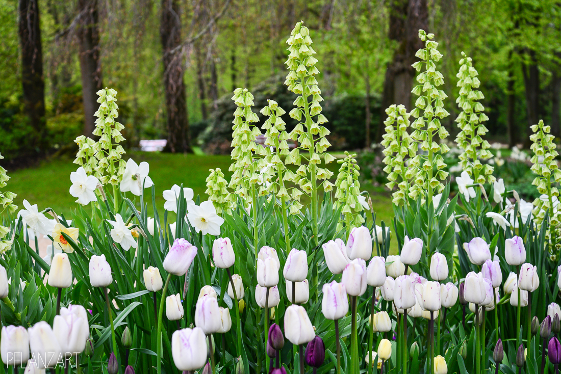 2 STÜCKE Yard Kohl Seltene Tulpenzwiebeln Aroma Tulip Pflanzen Garten kein Same 