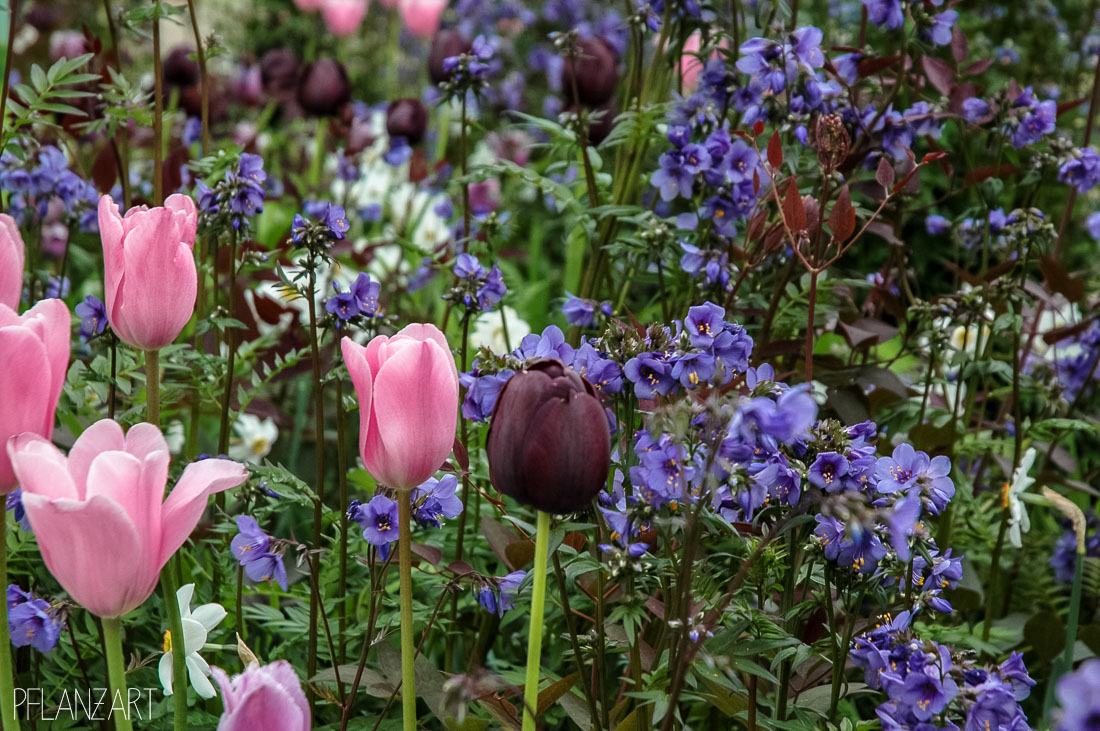 Tulipe 'Queen of the Night' und das dunkellaubige Polemonium yezoense 'Purple Rain'